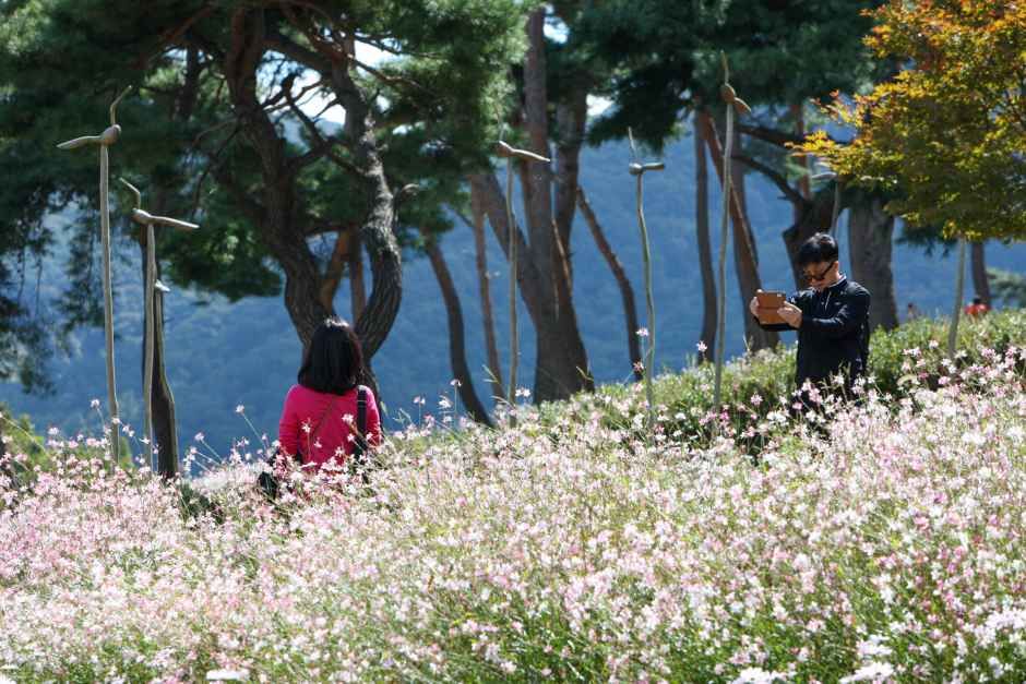 정읍 구절초 꽃축제 이미지