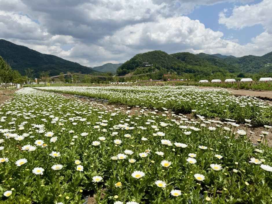 포천 한탄강 가든페스타 이미지 9