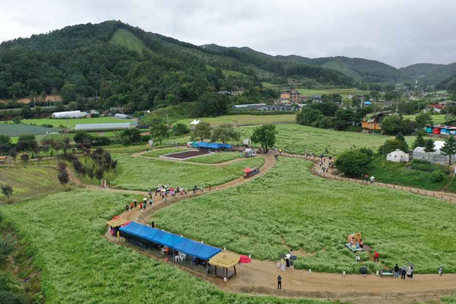 평창효석문화제 이미지 4